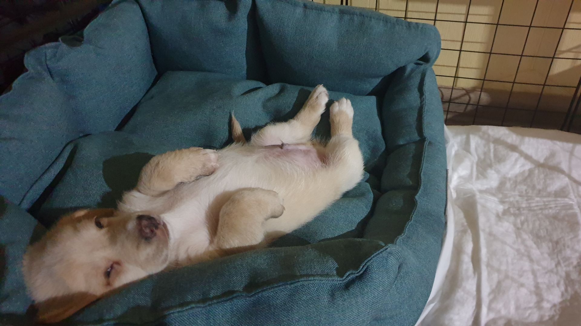 Бентли первый раз у воды.