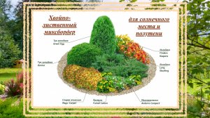 Разбор готовой схемы хвойно-лиственного миксбордера.