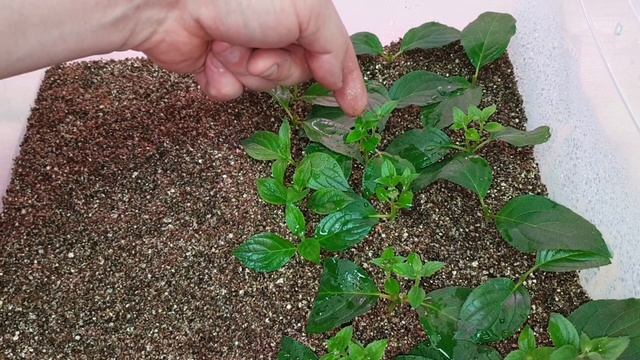 черенкование крупнолистной и метельчатой гортензии смотреть онлайн