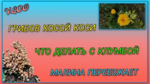 VLOG: Грибов хоть косой коси/ Садовые таблички с плохим маркером/ Нужен совет, что делать с клумбой