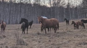 Удивительные кони. Нурали