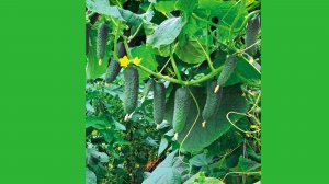 ОГУРЕЦ "СИБИРСКИЙ ОТ СТАРОЖИЛОВ"