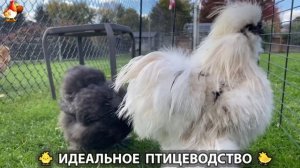 Идеальное птицеводство достойно восхищения 🐓🦆🦢🦚🦃🐔 эпизод (402)