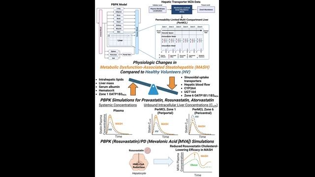 Парадокс статинов (розувастатин, правастатин, аторвастатин) в больной печени