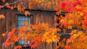 Раскрылась осень в широте - стихи Виктора Левашова, Ярославль.