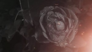 Холодное пламя.