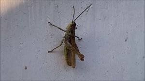 Кузнечик и его концерт