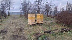 ЗИМОВКА ПЧЁЛ В ЗИМОВНИКЕ И СТОЛЯРНЫЕ РАБОТЫ НА ПАСЕКЕ