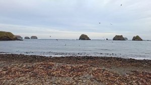 Бухта Солдатская. Путешествие с Сахалина на Шикотан на теплоходе "Павел Леонов". Часть 10