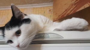 Муське удобно😻