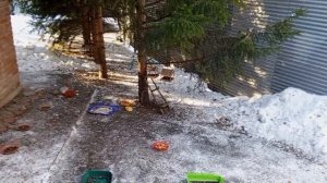 воскресный вольный зоопарк