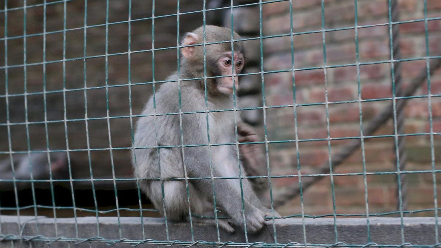 Озорные обезьянки в зоопарке