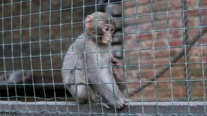 Озорные обезьянки в зоопарке