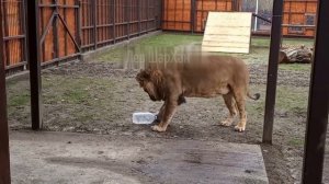 Шархан Как вам логотип 16.11.2025 видео от сотрудников минскзоо