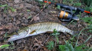 "У меня аж сердце бьётся!" - рыбак не ожидал, что поймает такую щуку! Осенняя рыбалка.