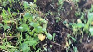 Теплица в ноябре Лен. обл.