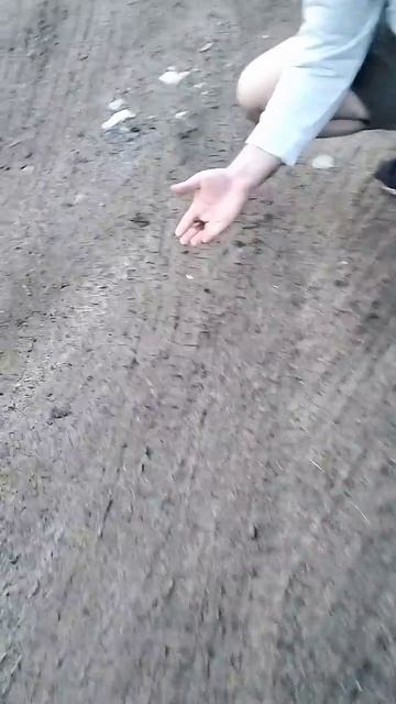 А кто это тут у нас_ _ живность new shorts