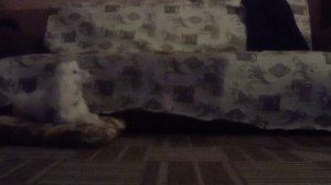 Всем привет ребят сегодня на канале Оля Лана чика и сегодня мы будем снимать где собака будем вместе