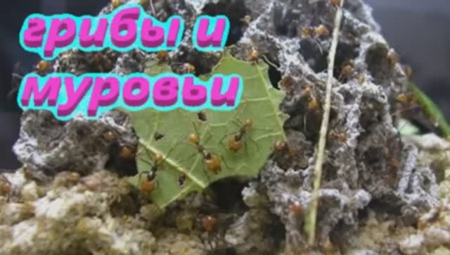 Тропики Симбиоз Гриб Эсполин и Муровьи