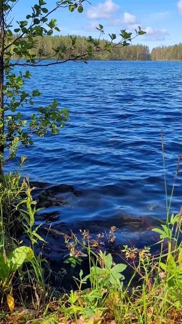 Карелия 2025. Озеро Сариярви (Светлое). Июль 2025г (Часть 5) смотреть онлайн