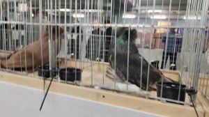 Московская международная выставка голубей 🔥💯