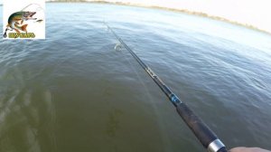 куча жерехов с одной точки