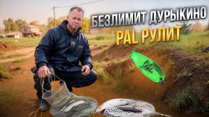 #23 PAL РУЛИТ. ЛОВЛЯ ФОРЕЛИ НА БЛЕСНА СО ДНА. БЕЗЛИМИТ ДУРЫКИНО.