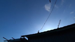 16.11.25 г. Андижанская порода голубей (1)