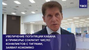 Увеличение популяции кабана  в Приморье сократит число конфликтов с тиграми,  заявил Кожемяко