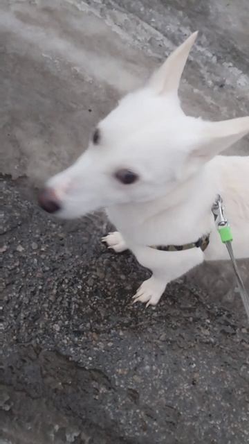 petal_20251116_163116.mp4