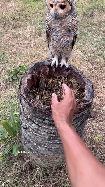 Вы видели когда-нибудь цыплят совы? #птенцы совы @TaiG9999999