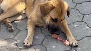 Гуляющие бездомные собачки на железнодорожных станциях