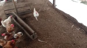 Первый снег. 15 ноября