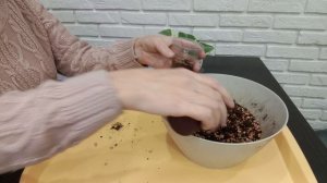 Посадка черенков хойи Пахиклада Альбамаргината