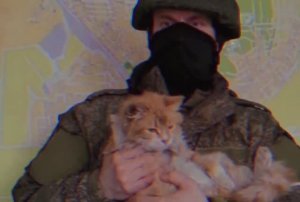 War and cats