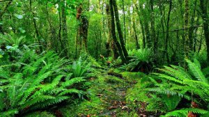 Расслабляющая музыка: звуки природы, пение птиц, медитация и снятие сресса.