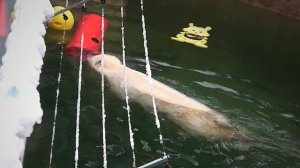 Медвежата Белка и Стрелка искупались, а теперь нужно высушить шубку на морозе.