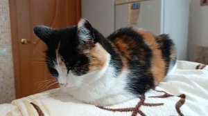 Рассказ "Мусичка" автор Олег Бондаренко