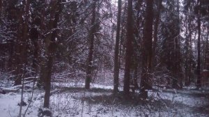 Как Александр Николаевич охотился на шатуна