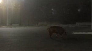 Просто кабан на заправке в центре Макеевки