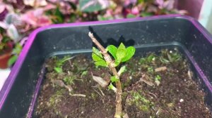 посадка и обрезка метельчатой гортензии весной. годовалые саженцы