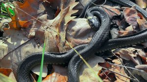 Ищем хищника в тёплый осенний день на реке Хопер