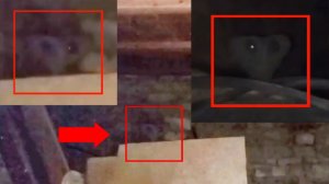 Страшные видео и Криптиды инопланетные существа снятые на камеру