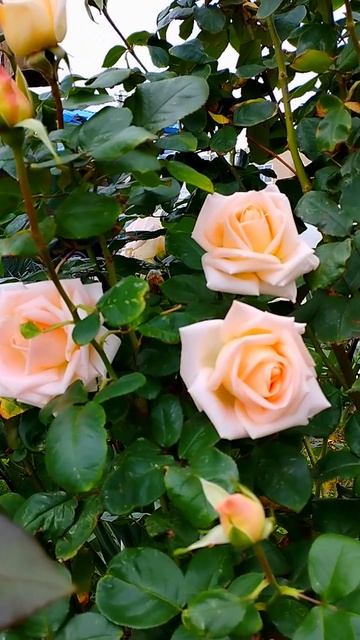 На набережной Нового Света цветут розы. Ноябрь.