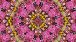 79 Видеофоны!!! Видеофон Осеннее Волшебство Хризантем!!!