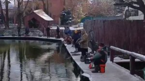 Второе зарыбление и немного поимок форели.