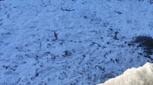 подарок от волшебника 16 ноября... прогноз ночью пасмурно и местами звезды и возможно снежок...