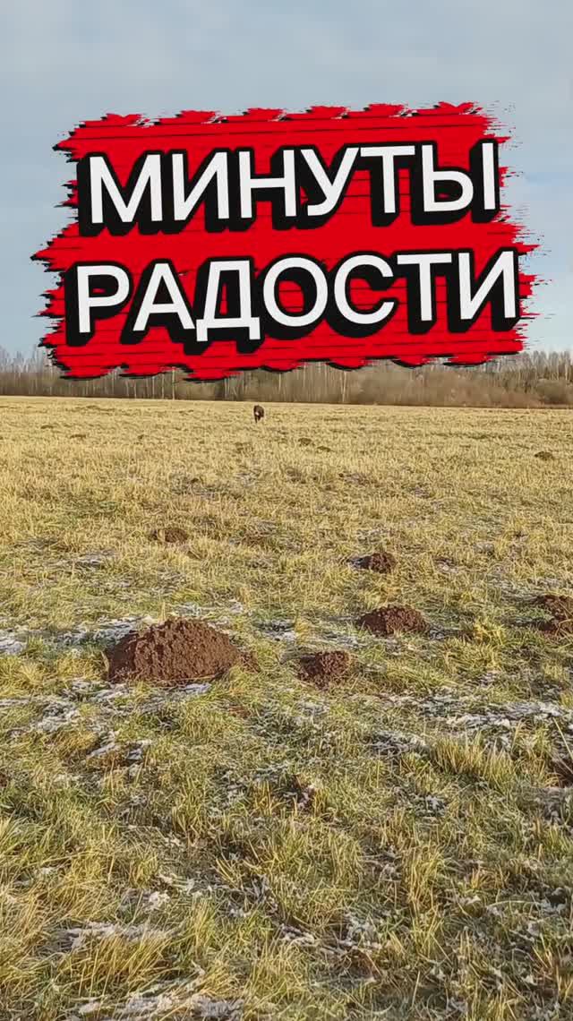 Минуты радости 🐕👍 смотреть онлайн