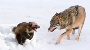 Идеальные Лесные Охотники, которые обдуривают даже Медведей - ВОЛКИ В ДЕЛЕ!