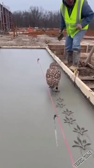 Проходимец!😃